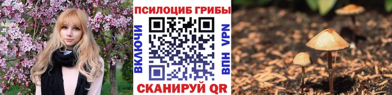где купить наркоту Бологое Псилоцибиновые грибы GOLDEN TEACHER